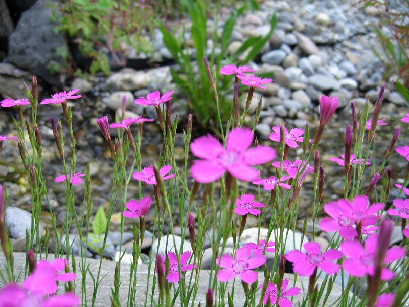 Stolz Naturgarten GmbH