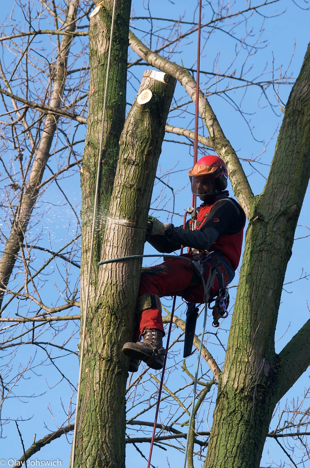 Hanseatic Treework GmbH & Co. KG